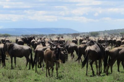 8 Day Tanzania Family Safari