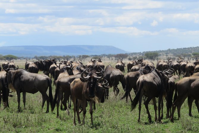 8 Day Tanzania Family Safari - Days 1 and 2: Two looks at Tarangire