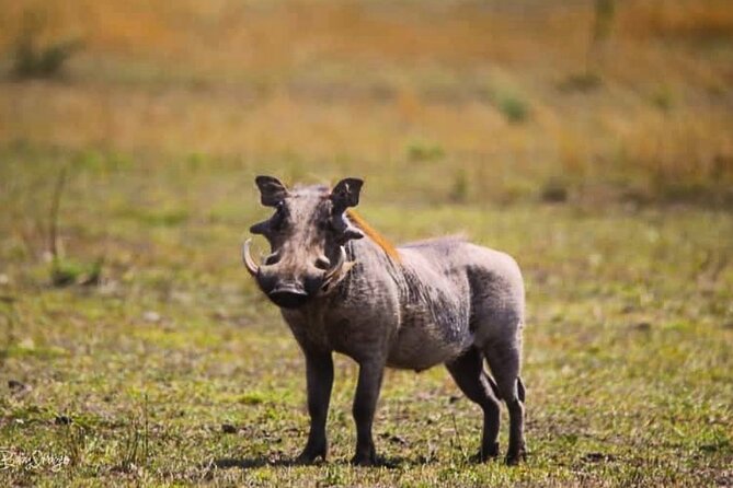 8-Day Tanzania Private Safari Tour with Airport Pickup - Day 8: Transfer back to Kilimanjaro Airport