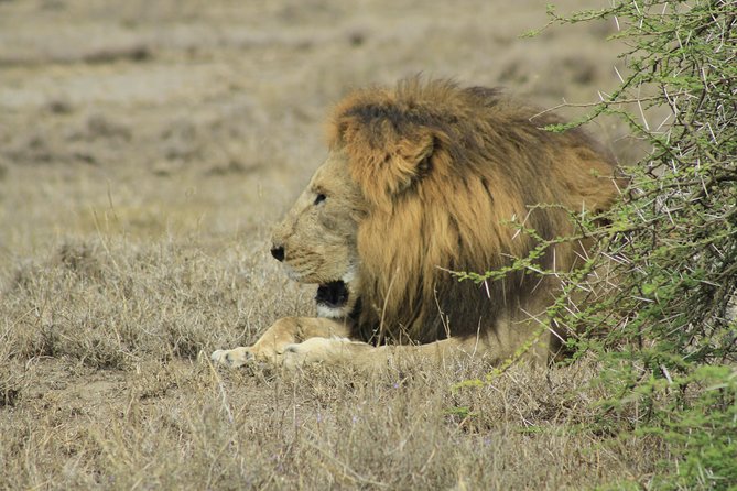 8 Days 7 Nights Private Lodge Safari - Tarangire’s elephants make Day 2 worthwhile