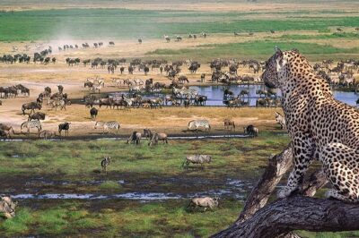 8 Days 7 Nights Tanzania Wildlife & Culture Lodge Safari