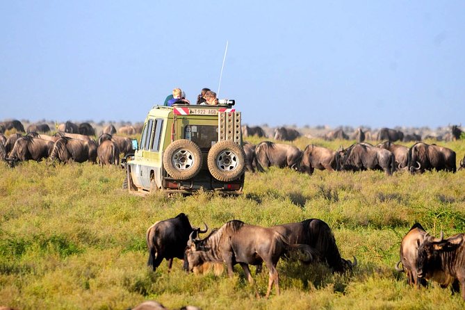 8 Days 7 Nights Tanzania Wildlife & Culture Lodge Safari - Day four: a full day among Serengeti plains