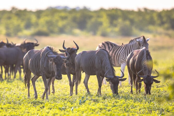 8 Days Follow the Wildebeest Migration River Crossing Safari - The Main Question: Which Migration Are You Actually Following?