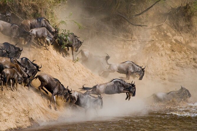 8 Days Follow the Wildebeest Migration River Crossing Safari - Day Two: Elephants And Baobabs In Tarangire