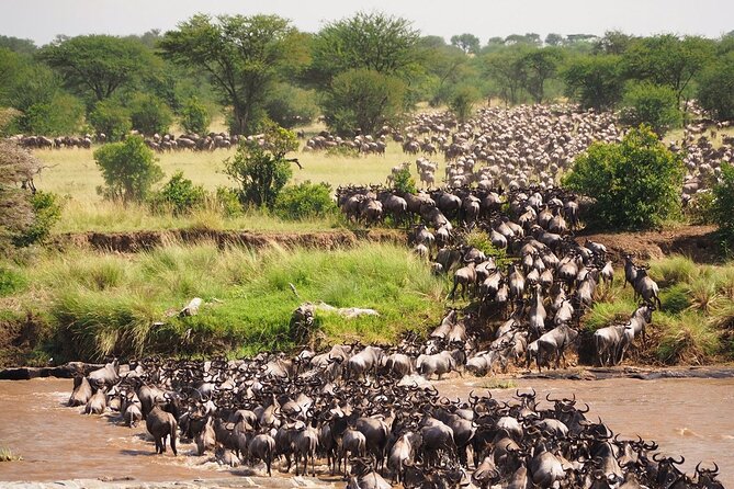 8 Days Follow the Wildebeest Migration River Crossing Safari - Day Seven: Down Into Ngorongoro Crater