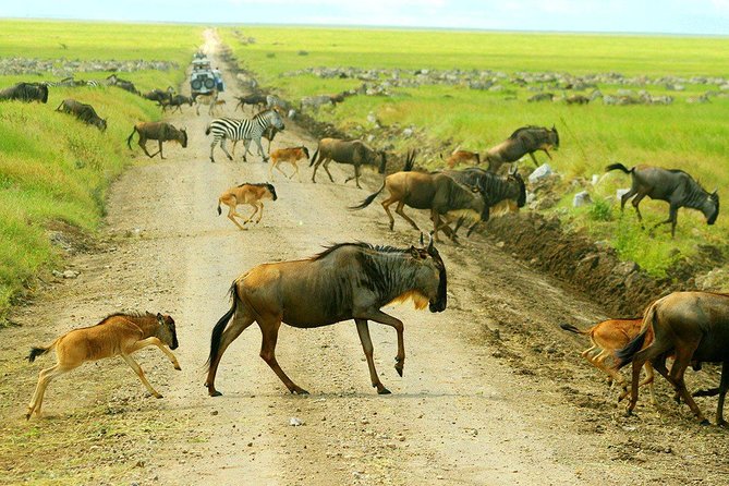 8 Days Great Migration - Grumeti River - Key points to know before booking