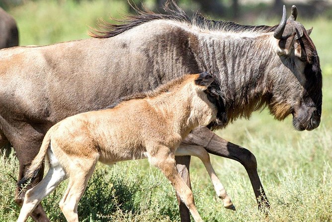 8 Days Great Migration - Grumeti River - What this six-day route actually includes