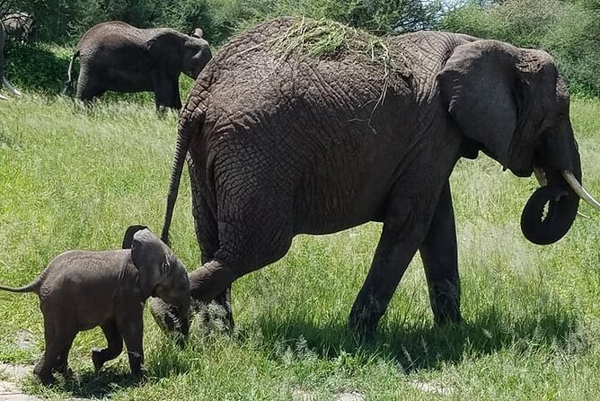 8 Days Great Wildebeest Calving Migration Safari from Arusha - Day 1: Kilimanjaro Airport to Arusha