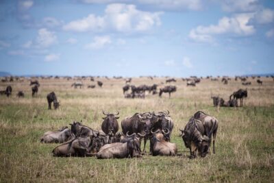 Serengeti Balloon Safari and authentic bush breakfast