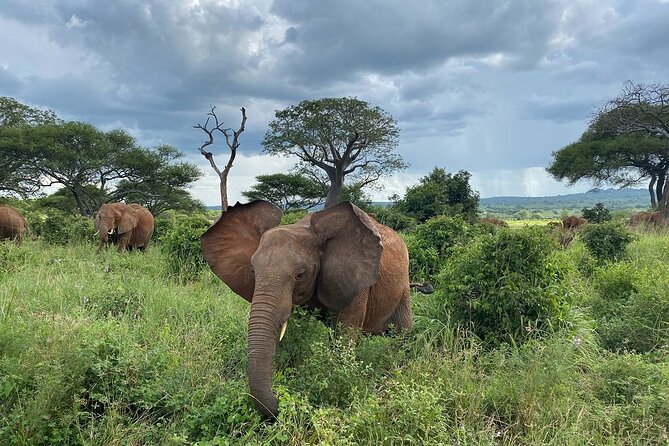 8 Days Great Wildebeest Calving Migration Safari from Arusha - Day 5: A full Ndutu game drive during calving