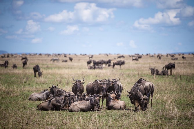 8 Days Great Wildebeest Calving Migration Safari from Arusha - Day 2: Tarangire’s elephants and baobabs