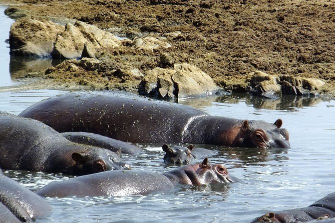 8 Days Great Wildebeest Migration - Mara River Crossing - Mto wa Mbu and Lake Manyara: culture before wildlife