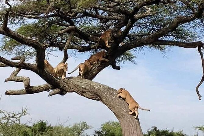 8 Days Green Season Offer - Luxury Serena Safari - Arusha begins with a soft landing