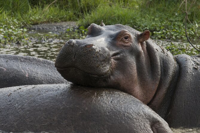 8 Days Green Season Offer - Luxury Serena Safari - Why the two Serengeti days matter