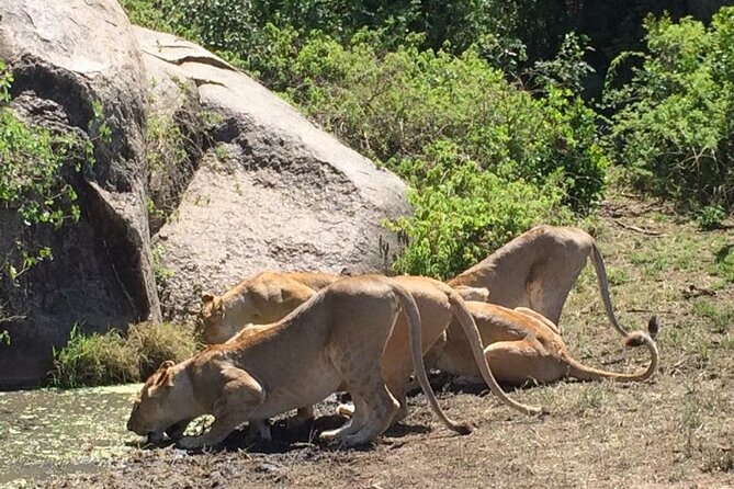 8 Days Green Season Offer - Luxury Serena Safari - The Ngorongoro rim adds drama and fossils