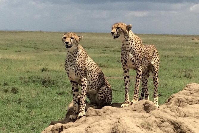 8 Days Green Season Offer - Luxury Serena Safari - Tarangire closes with elephants and baobabs