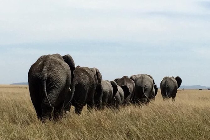 8 Days Green Season Offer - Luxury Serena Safari - The Serengeti earns two full days