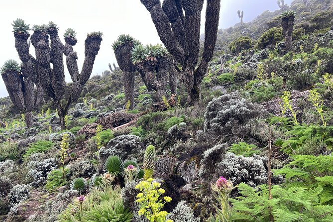 8 Days Kilimanjaro Climbing Lemosho Route - Why the 8-day Lemosho Route is worth considering