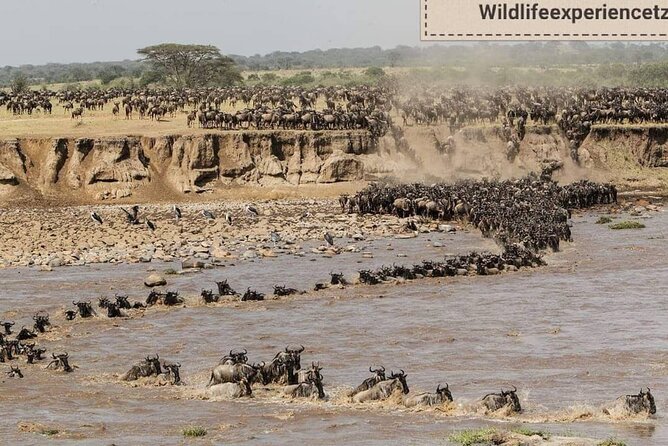 8 Days, Migrations Safari-River crossing -(July to October) - Day 7: The Ngorongoro Crater