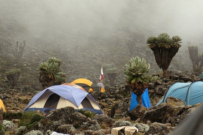 8 Days Mountain Kilimanjaro Lemosho Route - Day 3: Shira Plateau and Lent Hills