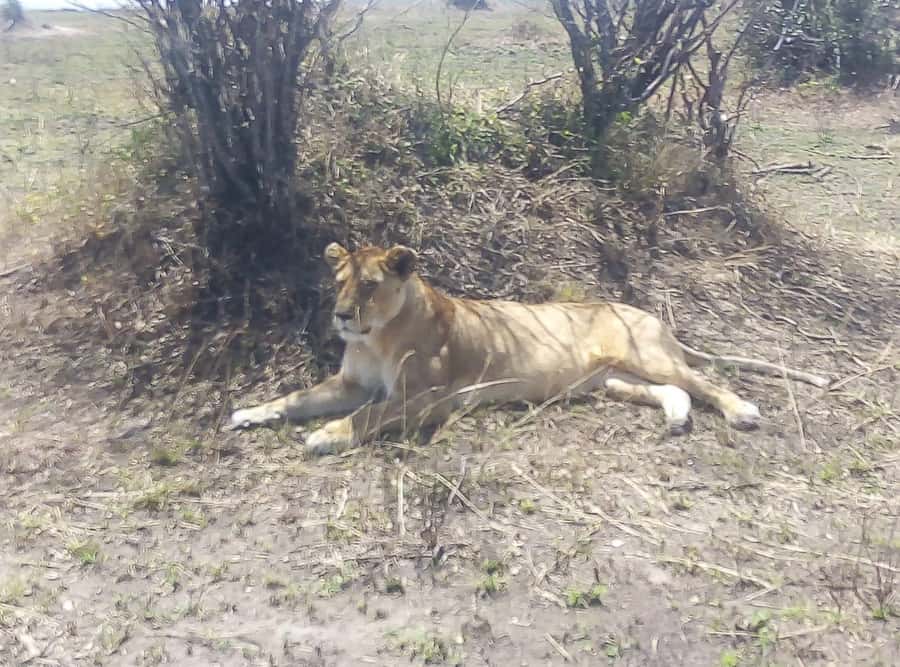 8 Days Nakuru, Masai Mara, Serengeti, Ngorongoro & L Manyara - Key things to know before booking