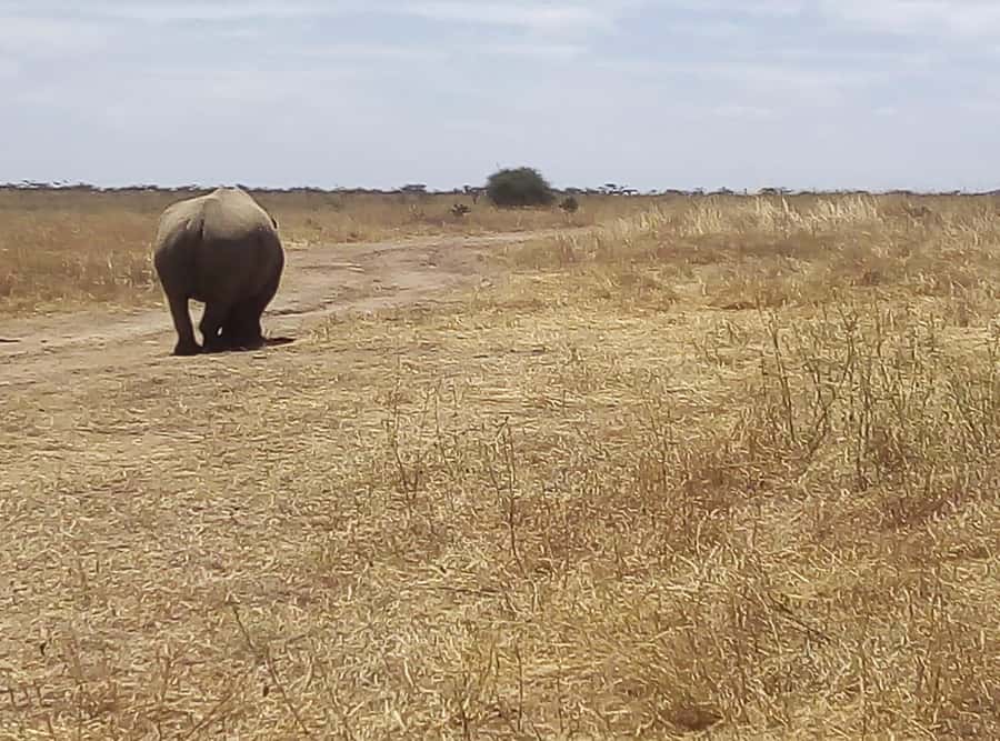 8 Days Nakuru, Masai Mara, Serengeti, Ngorongoro & L Manyara - What this eight-day safari is really like