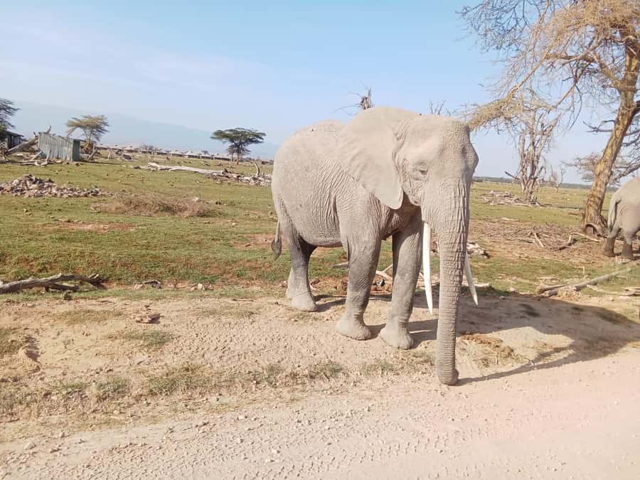 8 Days Nakuru, Masai Mara, Serengeti, Ngorongoro & L Manyara - Day four: crossing from Kenya into the Serengeti
