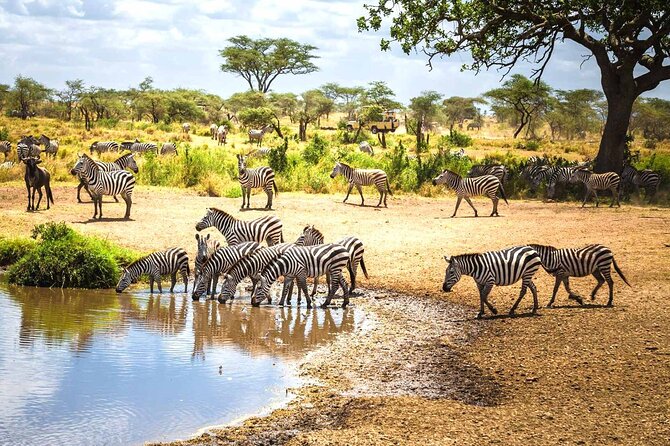 8-Days Private Luxury Safari: Serengeti, Ngorongoro & Materuni - Day 1: Tarangire’s elephants and river views