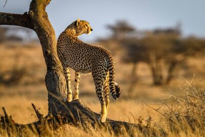 8 Days Private Safari in Serengeti Tour