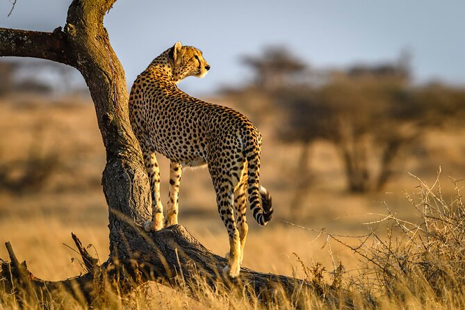 8 Days Private Safari in Serengeti Tour - Day 2: Tarangire and its giant baobabs