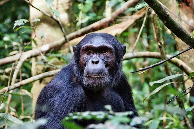 8 Days Safari to Mikumi, Ruaha & Udzungwa Mountains - Key reasons to consider this southern Tanzania safari