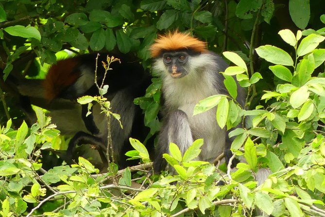8 Days Safari to Mikumi, Ruaha & Udzungwa Mountains - Day 7: Sanje Waterfalls and a serious forest walk