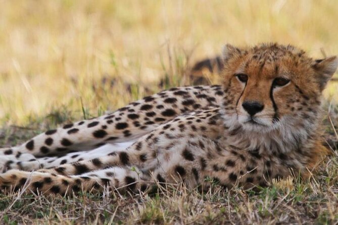 8 Days Tanzania Lodge Safari | Semi Luxury . - What the $4,320 safari actually gives you