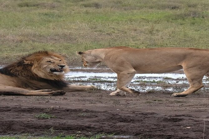 8 Days Tanzania Lodge Safari | Semi Luxury . - Days 4 to 7: Four nights in central Serengeti