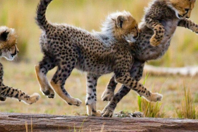 8 Days Tanzania Lodge Safari | Semi Luxury . - Day 8: Ngorongoro Crater’s concentrated wildlife