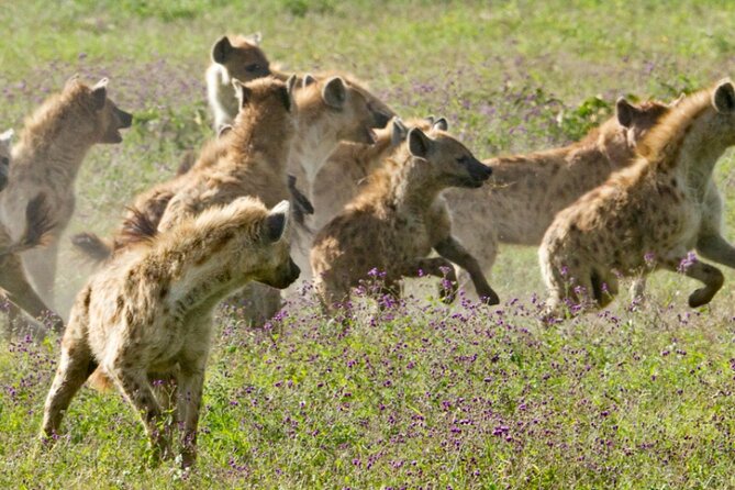8 Days Tanzania Lodge Safari | Semi Luxury . - Private touring, guide support, and daily comfort