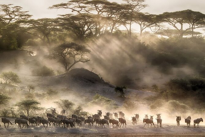 8 Days Tanzania Lodge Safari | Semi Luxury . - Day 2: Tarangire’s elephants and baobabs