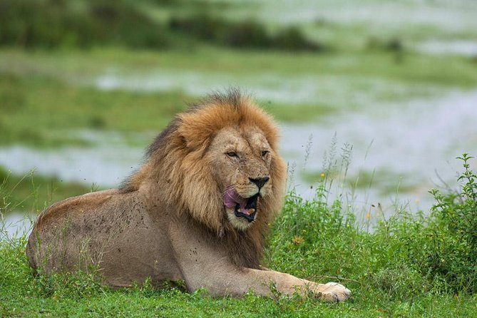 8 Days Tanzania Simba Luxury Safari - Arusha arrival and safari briefing