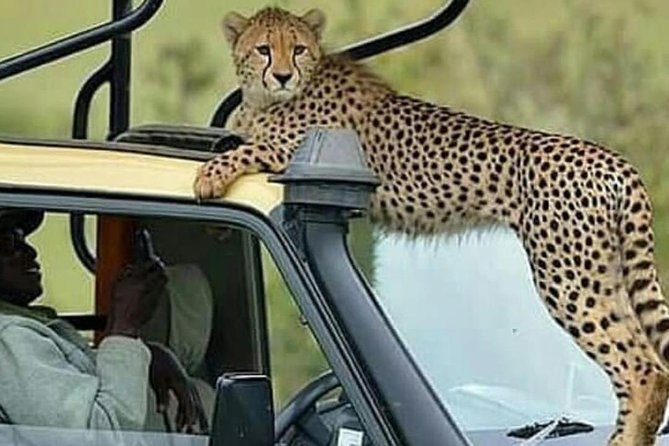 8 Days Tanzania Simba Luxury Safari - Lake Manyara for lions and birds