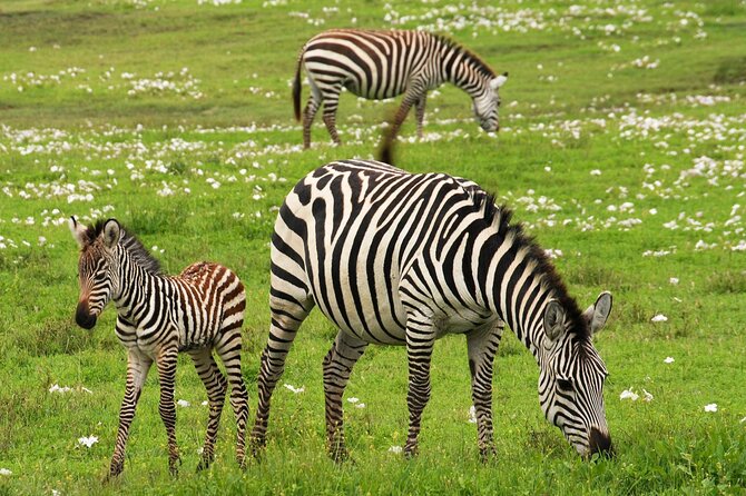9-Day Enchanting Tanzania Safari -High End All Inclusive - Day 1: A gentle arrival near Arusha