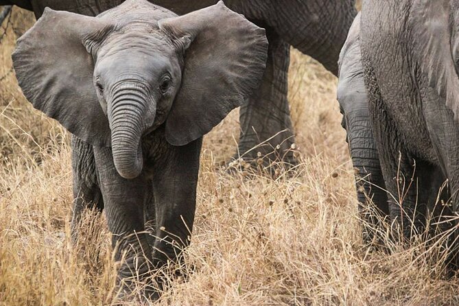 9-Day Enchanting Tanzania Safari -High End All Inclusive - Day 4: Lake Manyara’s birds and canopy walk