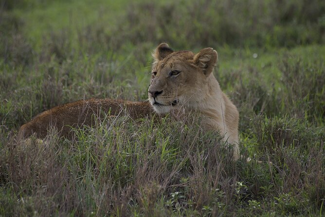9-Day Enchanting Tanzania Safari -High End All Inclusive - Day 5: A full day inside Ngorongoro Crater