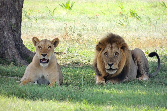 9-Day Enchanting Tanzania Safari -High End All Inclusive - Days 7 and 8: The Serengeti at its fullest