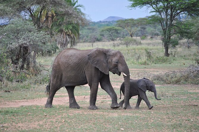 9-Day Enchanting Tanzania Safari -High End All Inclusive - Day 2: Walking beneath Mount Meru in Arusha National Park