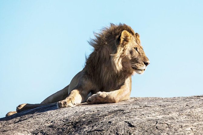 9-Day Serengeti Migration Footsteps Tanzania Safari - Days 4 and 5: Chasing the Mara River crossing