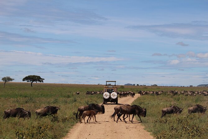 9-Day Serengeti Migration Footsteps Tanzania Safari - Day 8: A full wildlife day inside Ngorongoro Crater