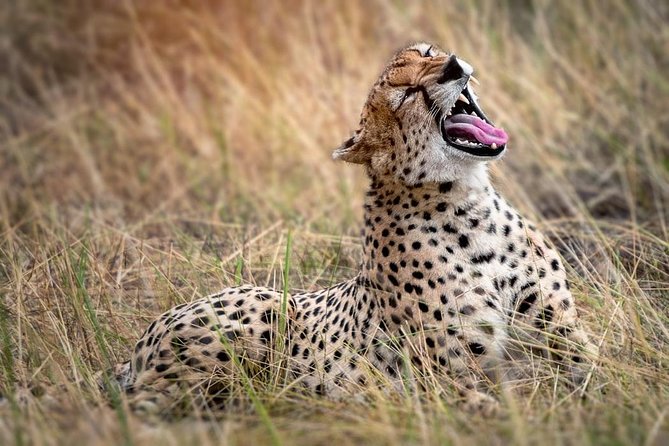 9-Day Serengeti Migration Footsteps Tanzania Safari - Day 1: A gentle start in Arusha