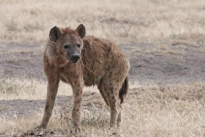 9-Day Ultimate Tanzania Honeymoon Safari Luxury Package - Lake Manyara brings wildlife close on days two and three