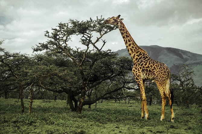 9-Day Ultimate Tanzania Honeymoon Safari Luxury Package - The balloon flight is the romantic centerpiece