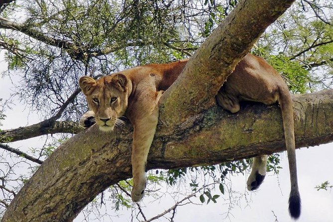 9 Days / 8 Nights Join group Safari - Day 6: The Ngorongoro Crater’s Crowded Wildlife Floor